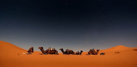 Camels in excursion Zagora dunes